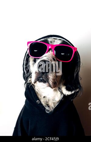 Carino cane in felpa con cappuccio e occhiali da sole Foto Stock