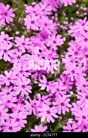 Fiori del Phlox Foto Stock