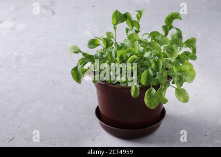 Rucola cresciuta in una pentola marrone su sfondo grigio, Closeup, formato orizzontale Foto Stock