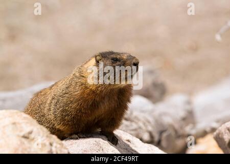 Marmotta Foto Stock