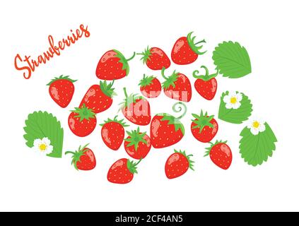 Vettore di fragole con foglie e fiori. Set di bacche su sfondo bianco. Illustrazione Vettoriale