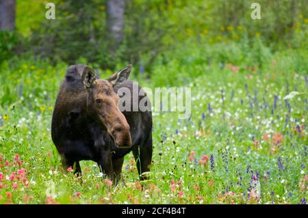 alci di mucca in fiori Foto Stock