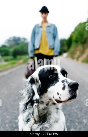 Inglese Setter cane con macchie nere in piedi su terra mentre godetevi una passeggiata con il proprietario nel parco Foto Stock
