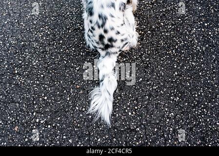 Vista dall'alto della coda del cane in bianco e nero inglese setter seduto da solo a terra sulla strada Foto Stock