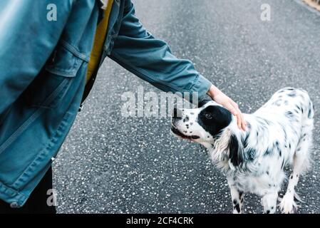 Inglese Setter cane con macchie nere in piedi su terra mentre essere carezzato dal proprietario nel parco Foto Stock
