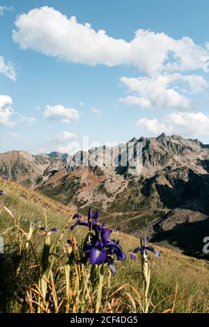 Tenero paesaggio di affascinante fiore che cresce sotto la luce del sole in valle di montagna Foto Stock