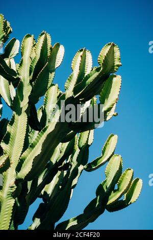 Primo piano cactus con alti steli verdi che crescono nella natura contro un cielo azzurro in una giornata di sole Foto Stock