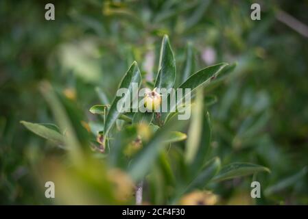 Crataemespilus grandiflora Berry Green Yellow Leaf parte ai Royal Botanical Gardens a Kew, Richmond, Londra Foto Stock