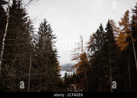 Pineta con potente grande scogliera e cielo sovrastato Sfondo sulle montagne innevate delle Dolomiti in Italia Foto Stock