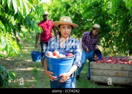 Ritratto di lavoratrice latino-americana che tiene in mano pesche appena raccolte benna in plastica durante la raccolta in frutteto agricolo Foto Stock