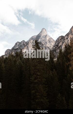 Pineta con potente grande scogliera e cielo sovrastato Sfondo delle Dolomiti innevate in Italia Foto Stock