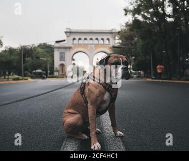 Cane boxer serio in imbracatura con guinzaglio seduto su asfalto trascorrere del tempo in una strada urbana che guarda lontano Foto Stock