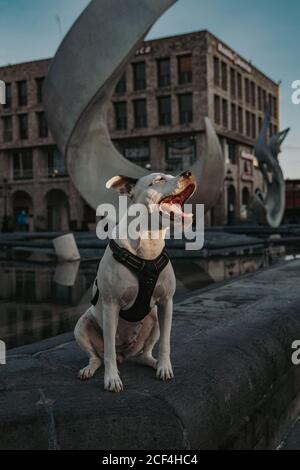 Cane forte che passa il tempo in strada della città Foto Stock