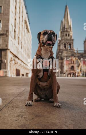 Cane domestico seduto in strada Foto Stock