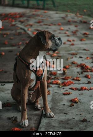 Calmo cane boxer in imbracatura di passare il tempo seduto a terra in strada urbana in autunno guardando lontano Foto Stock