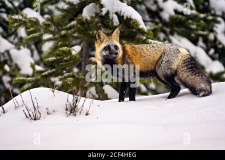 Croce volpe in neve Foto Stock