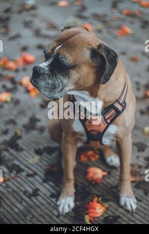 Cane domestico seduto in strada Foto Stock