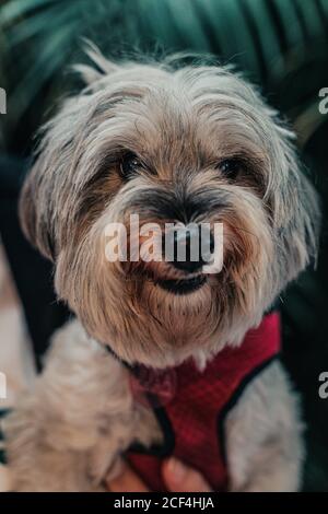 Closeup di Yorkshire terrier in tuta che tiene in mano cercando alla telecamera Foto Stock