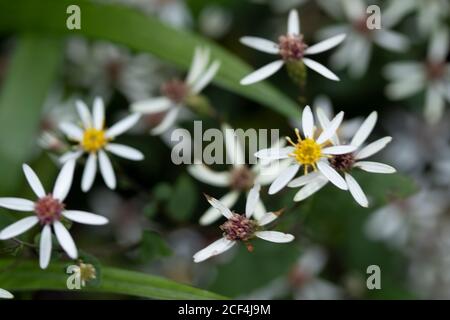 Eurybia divaricate (bianco legno Aster) fiori in primo piano, naturale natura fiore ritratto Foto Stock