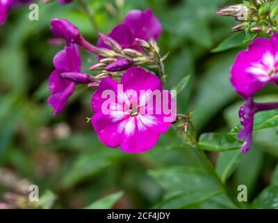 Primo piano dei graziosi fiori rosa di Phlox paniculata, varietà Velvet fiamma, in un giardino Foto Stock