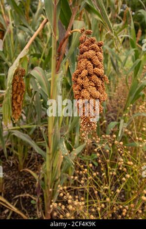 Foxtail Millet 'Hylander' (Setaria italica) piante alimentari ritratto naturale Foto Stock