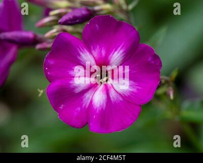 Primo piano di un unico fiore rosa di Phlox paniculata, varietà Velvet fiamma, in un giardino Foto Stock