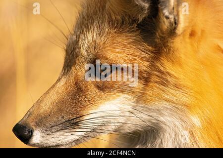 La Volpe rossa close up Foto Stock