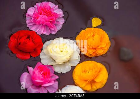 Primo piano di molti fiori di Camellia sullo stagno in Highland Experimental Farm, National Taiwan University Foto Stock