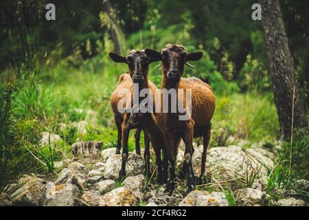 Capre selvatiche e capretto in piedi su pietre su sfondo sfocato di verde foresta in campagna Foto Stock
