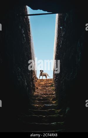 Piccolo cane in piedi su rovinate caverna scale scure Foto Stock