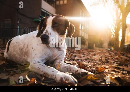 Carino cane bianco con punto marrone sdraiato sul via piena di foglie d'albero d'autunno durante il tramonto guardando via Foto Stock