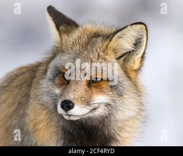 Croce volpe in neve Foto Stock