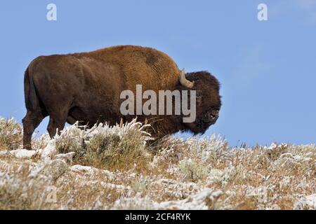 bisonte sulla cresta Foto Stock