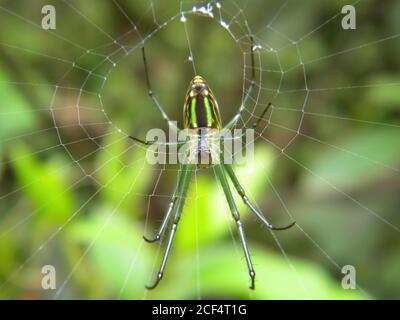 Primo piano di un ragno Orchard con la sua rete a Taipei, Taiwan Foto Stock