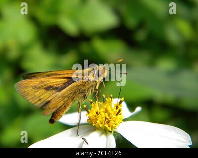 Primo piano di una farfalla dello skipper Fiery su un fiore a Taipei, Taiwan Foto Stock