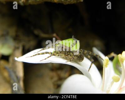 Primo piano del ragno della milvina di Pardosa su un fiore a Taipei, Taiwan Foto Stock