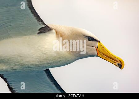 Chatham Island albatross in volo Foto Stock