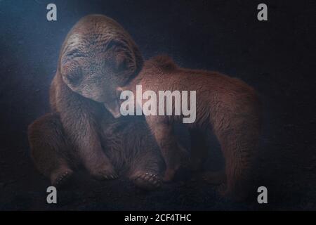 L'orso della madre che gioca con i cubetti dell'orso Foto Stock