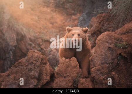 Temibile grande orso bruno nord che cammina in un terreno roccioso rosso Foto Stock