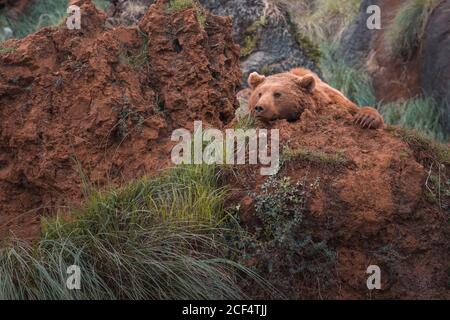 Orso bruno che cammina in terreno roccioso Foto Stock