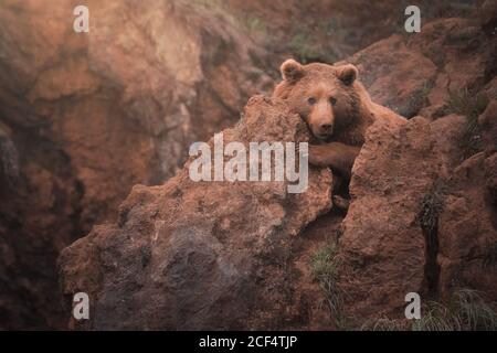 Orso bruno che cammina in terreno roccioso Foto Stock