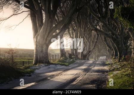 Strada con leggera copertura di neve che attraversa i bordi scuri viale di grandi alberi di faggio senza foglie con rami interlacciati in giorno nuvoloso Foto Stock