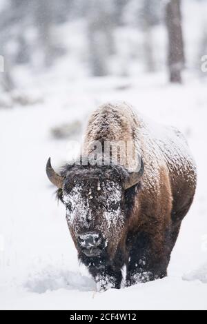 bull bisonte nella neve Foto Stock