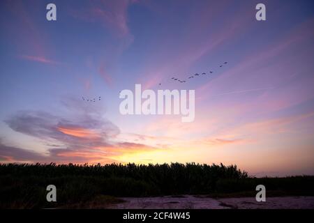 Tramonto sulle canne e gli uccelli, giorno luminoso, nuvole, arancione e blu Foto Stock