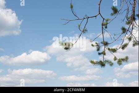 Rami di pino su cielo azzurro luminoso con nuvole bianche, sfondo naturale Foto Stock