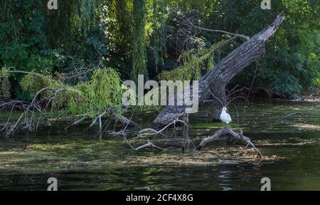 Un gabbiano a testa nera si siede su un tronco di albero sommerso in un lago. Gull Larus ridibundus riposa su un serpente asciutto che giace vicino alla riva del fiume. Foto Stock