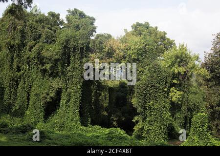 Kudzu drappeggiato su alberi a Knoxville, Tennesee, Stati Uniti. Foto Stock
