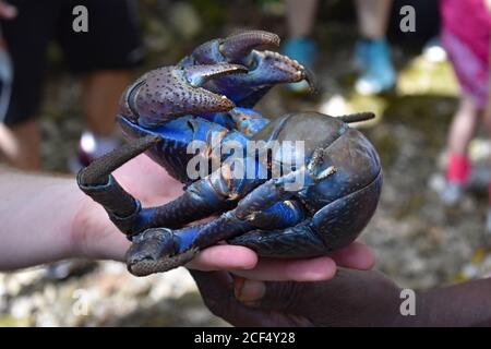 Un granchio di cocco blu brillante (Birgus latro) tenuto da due uomini di razza diversa. I turisti si affacciano sul granchio sullo sfondo. Isola di Lifou. Foto Stock