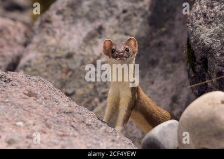 Weasel in rocce Foto Stock