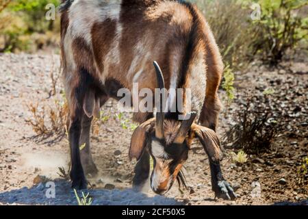 Capra con il corno rotto che cerca il cibo sul rurale remoto pascolo in estate Foto Stock